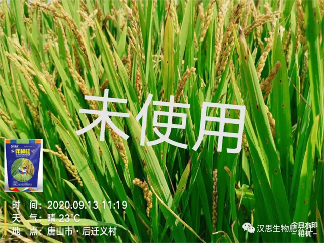 土壤帶菌，種子侵染，小麥水稻根莖基腐病咋防治？