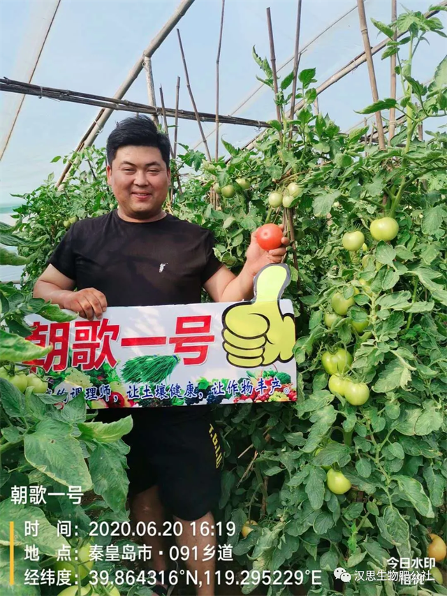 意外驚喜，《朝歌一號》不光解決西紅柿陰陽臉，還能能讓土壤踩上去軟軟的！