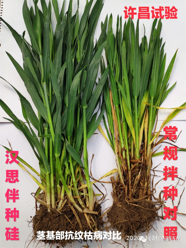 土壤帶菌，種子侵染，小麥水稻根莖基腐病咋防治？