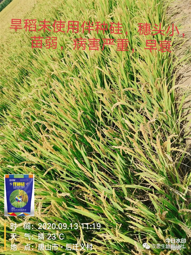 土壤帶菌，種子侵染，小麥水稻根莖基腐病咋防治？