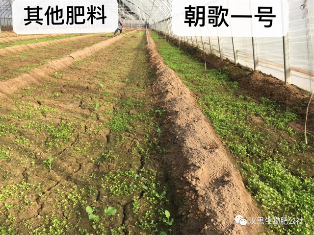 意外驚喜，《朝歌一號》不光解決西紅柿陰陽臉，還能能讓土壤踩上去軟軟的！
