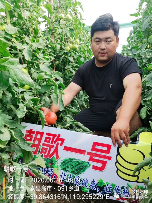 意外驚喜，《朝歌一號》不光解決西紅柿陰陽臉，還能能讓土壤踩上去軟軟的！