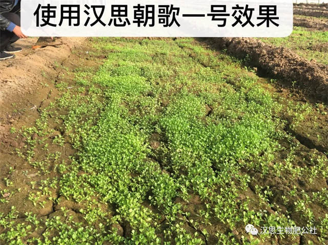 意外驚喜，《朝歌一號》不光解決西紅柿陰陽臉，還能能讓土壤踩上去軟軟的！