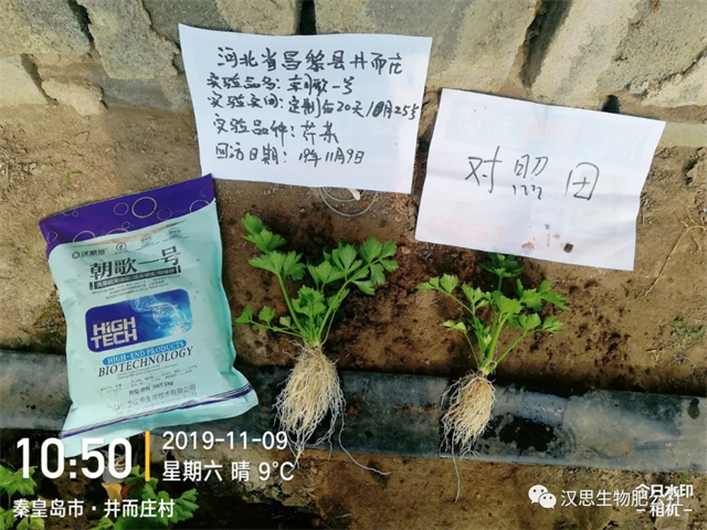 意外驚喜，《朝歌一號》不光解決西紅柿陰陽臉，還能能讓土壤踩上去軟軟的！