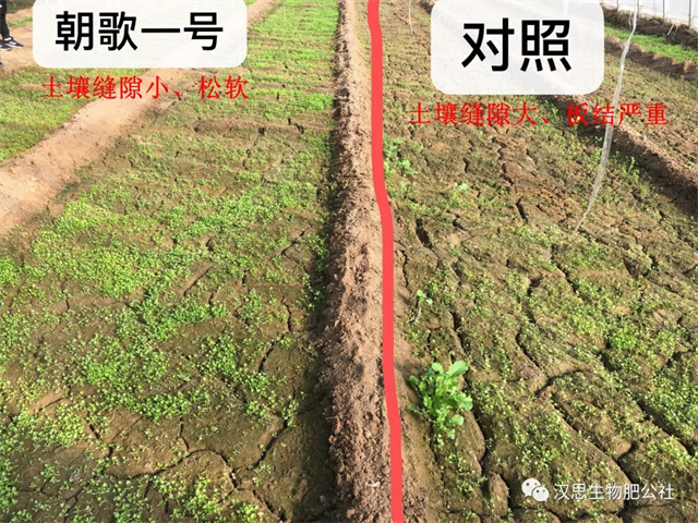 意外驚喜，《朝歌一號(hào)》不光解決西紅柿陰陽(yáng)臉，還能能讓土壤踩上去軟軟的！