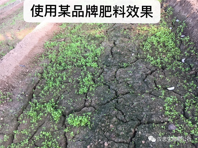 意外驚喜，《朝歌一號》不光解決西紅柿陰陽臉，還能能讓土壤踩上去軟軟的！